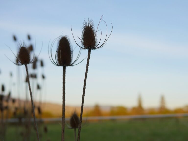 thistles