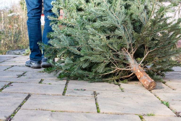 holiday tree recycling x